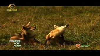 《雌狐》在线观看,探寻野性之美与人性挣扎的交织之旅