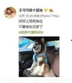 狗牌在线观看,揭秘在线观看的悬疑世界