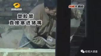 猪灌泥浆爆料视频大全图片,揭秘网络爆料的真相与争议