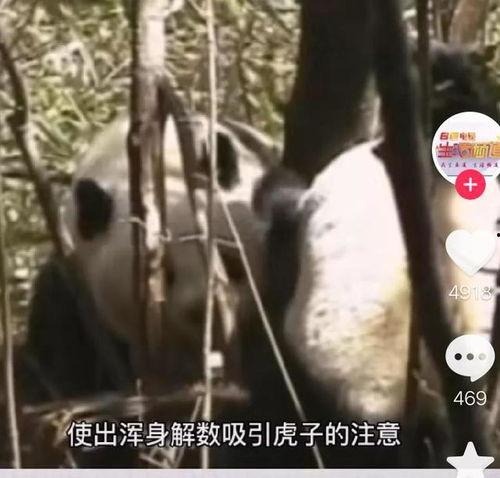 虎子爆料王老大事件视频,视频曝光惊人内幕