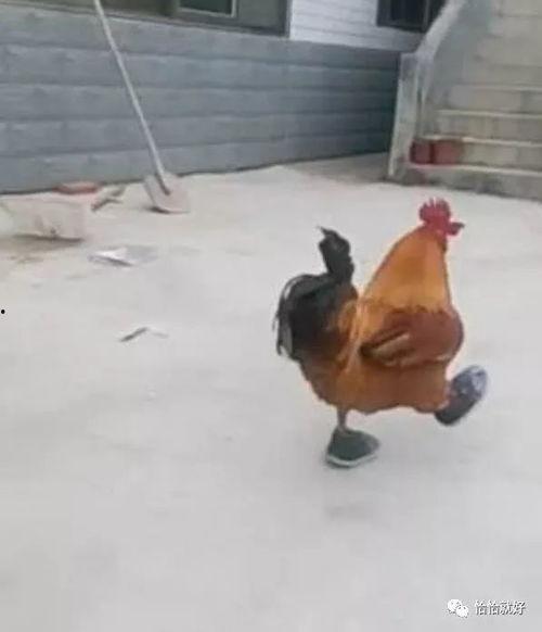 赤脚鸡在线观看,在线观看，探寻民间美食传奇