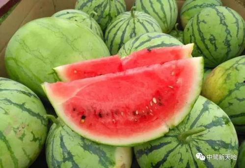 哪里有免费吃瓜的,畅享夏日清凉美食之旅