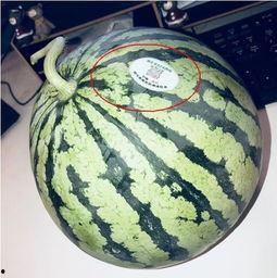 网红怎么快速吃瓜,揭秘网络热点背后的真相