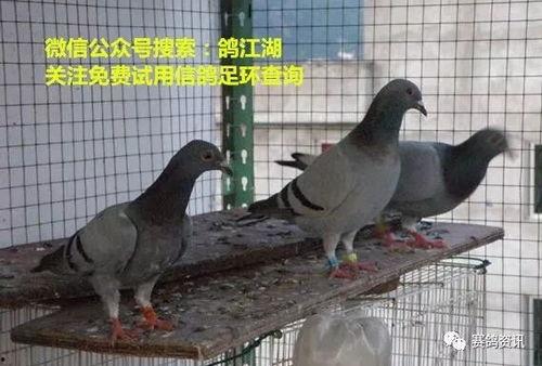 鸽子爆料打架视频播放大全,打架视频大全精彩回顾